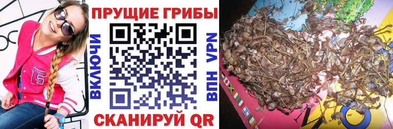 Псилоцибиновые грибы Psilocybe  Кунгур 